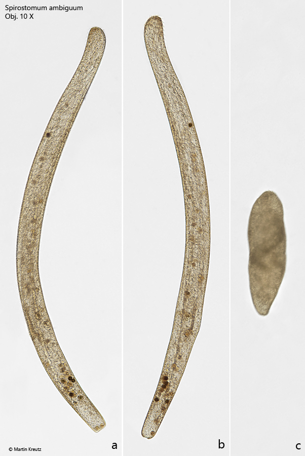 Spirostomum-ambiguum
