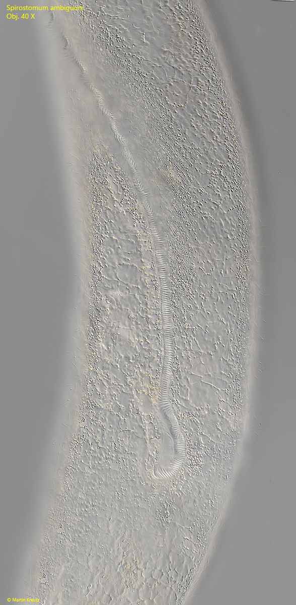 Spirostomum-ambiguum