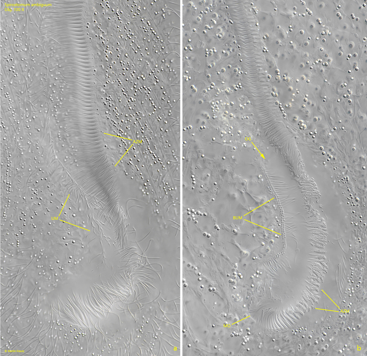 Spirostomum-ambiguum