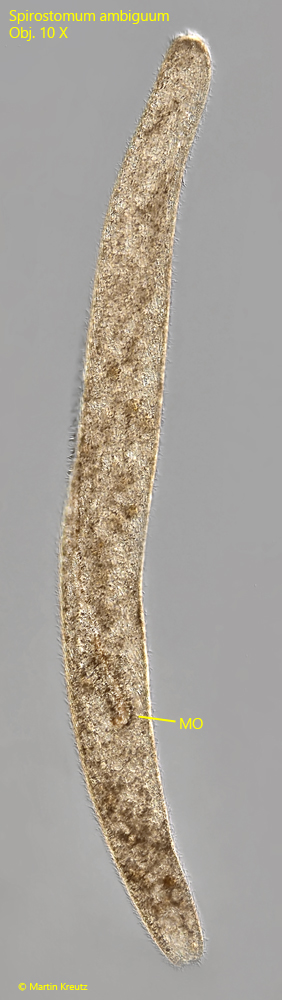 Spirostomum-ambiguum