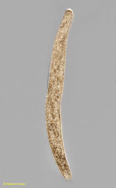 Spirostomum-ambiguum