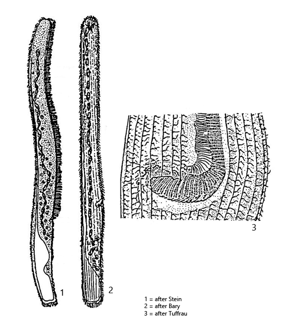 Spirostomum-ambiguum