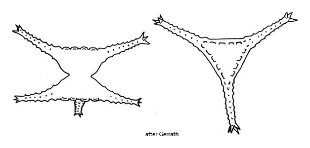 Staurastrum-anatinum