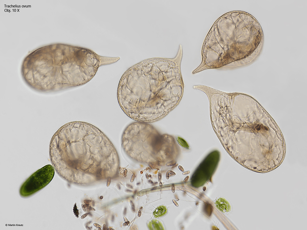 Trachelius-ovum