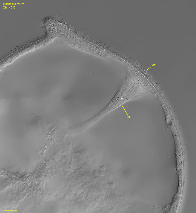 Trachelius-ovum