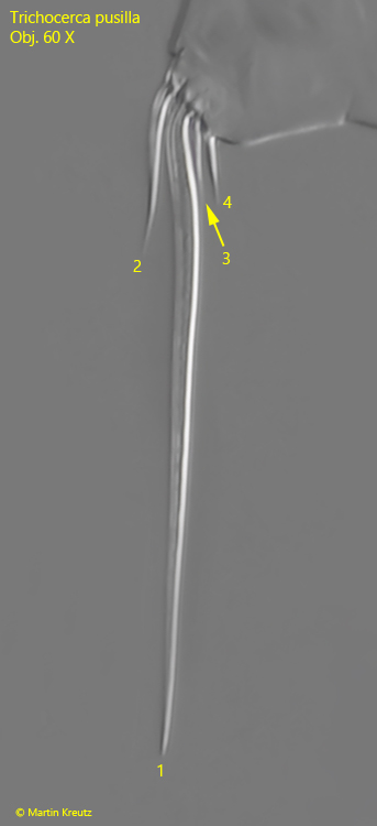 Trichocerca-pusilla