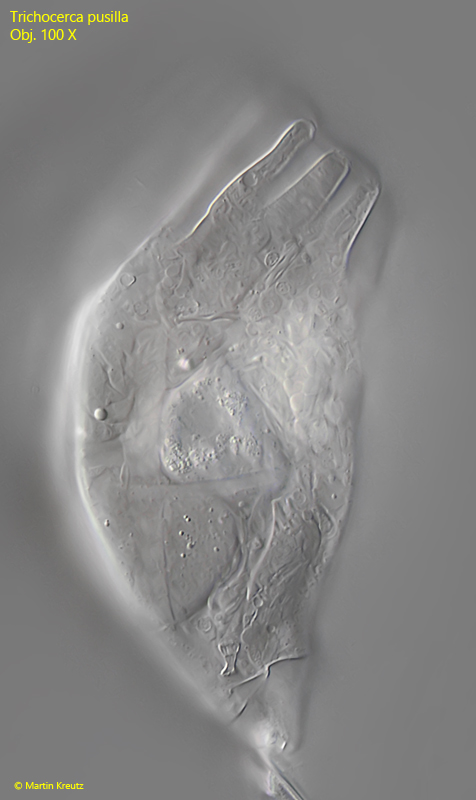 Trichocerca-pusilla