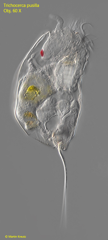 Trichocerca-pusilla
