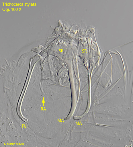 Trichocerca-stylata