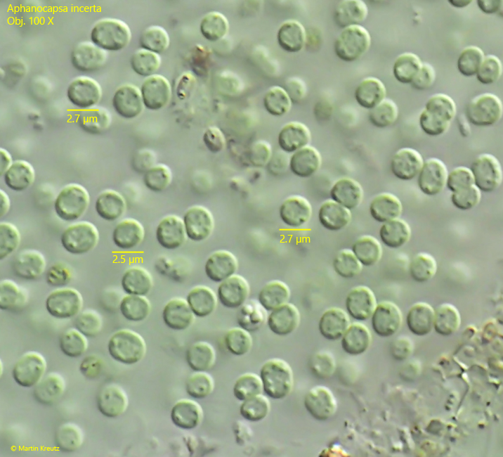 Aphanocapsa-incerta