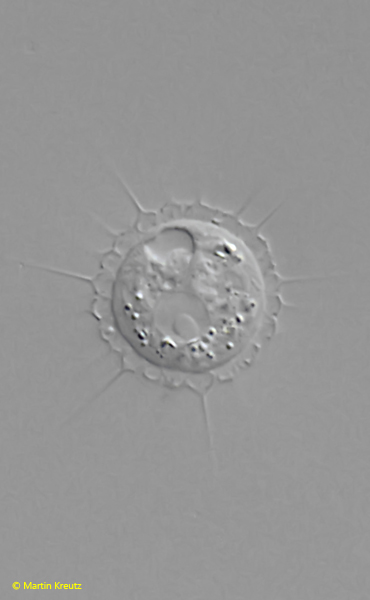 Belonocystis-spinifera