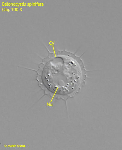 Belonocystis-spinifera
