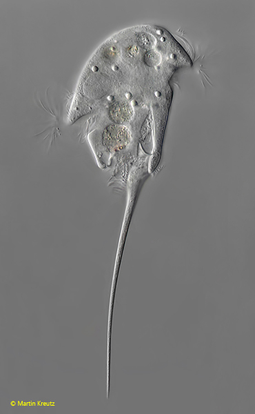 Caenomorpha-medusula