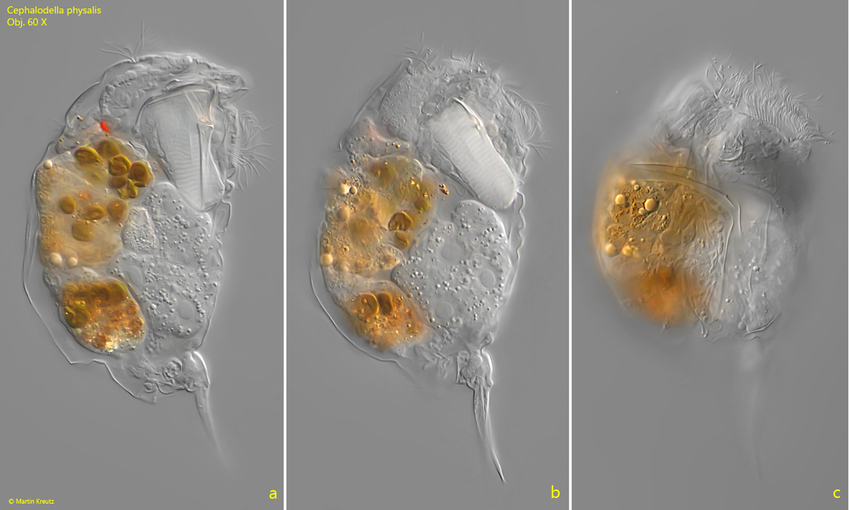 Cephalodella-physalis