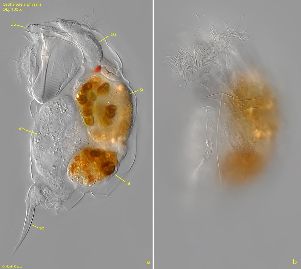 Cephalodella-physalis