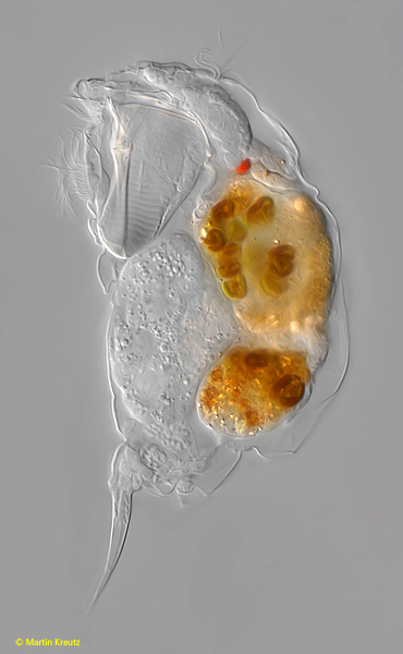 Cephalodella-physalis