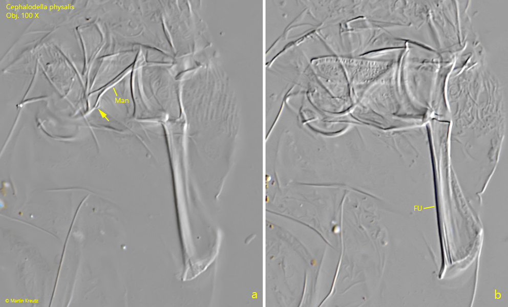 Cephalodella-physalis