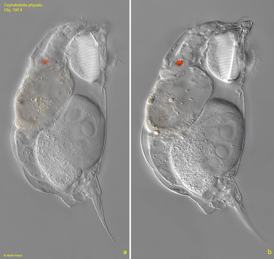 Cephalodella-physalis