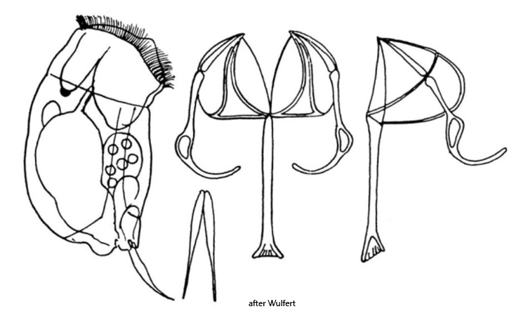 Cephalodella-physalis