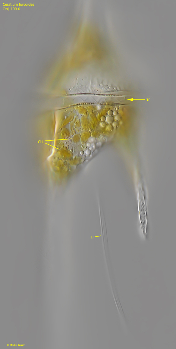 Ceratium-furcoides