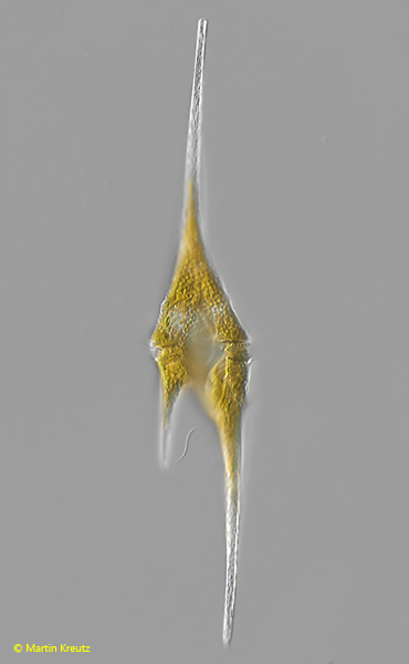 Ceratium-furcoides
