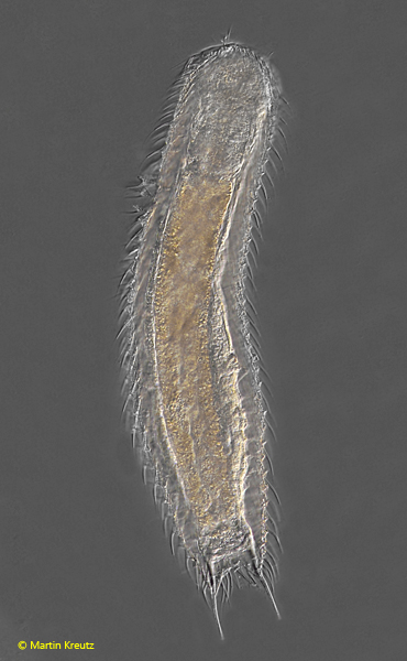 Chaetonotus-robustus