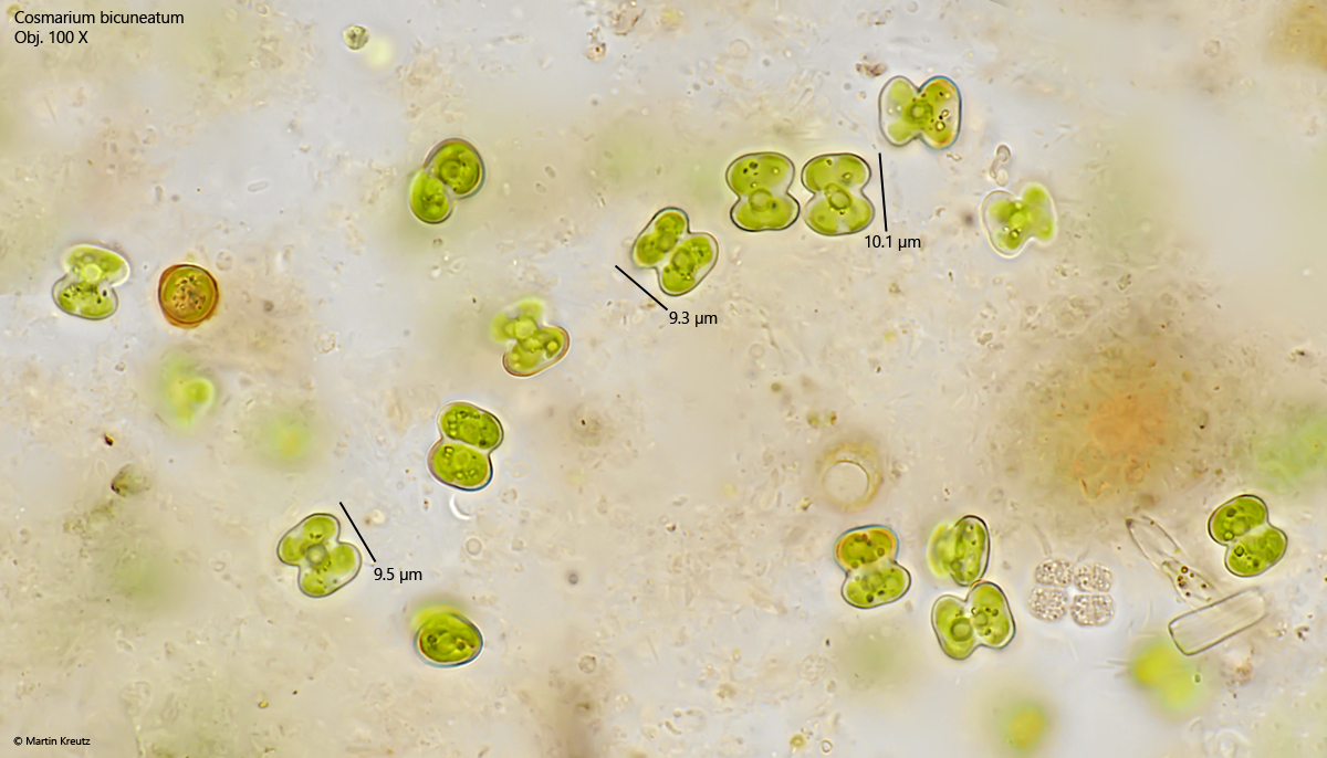 Cosmarium-bicuneatum