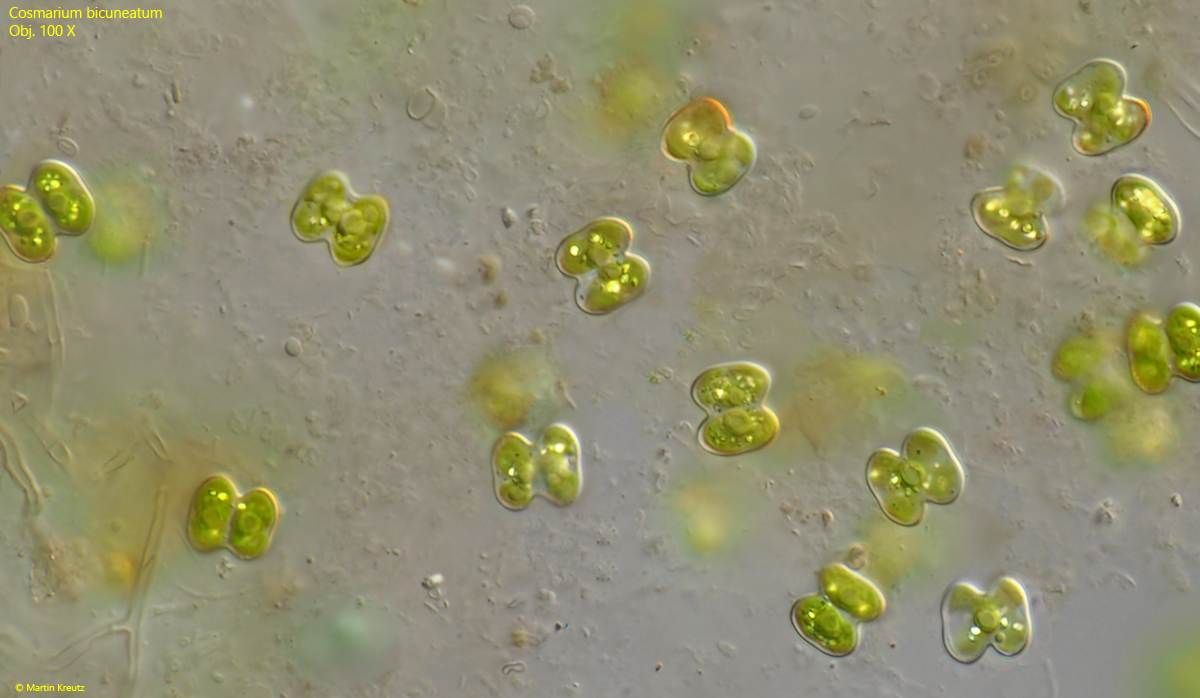 Cosmarium-bicuneatum