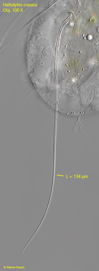 Haltidytes-crassus