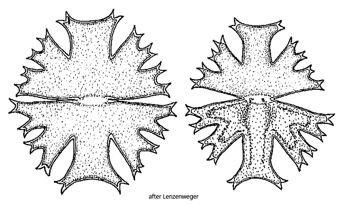 Micrasterias-crux-melitensis