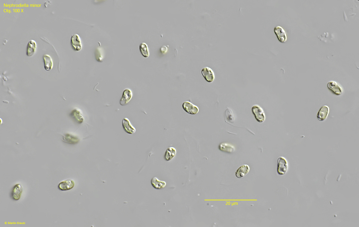 Nephrodiella-minor