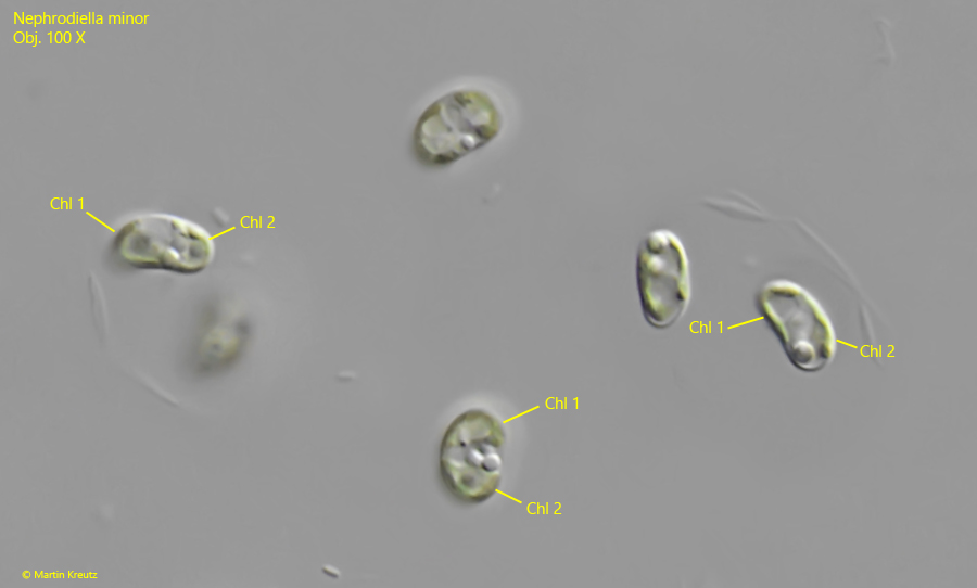 Nephrodiella-minor