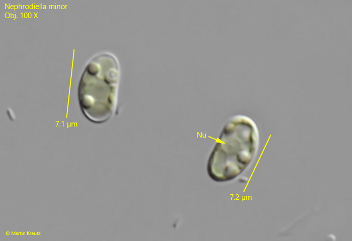 Nephrodiella-minor