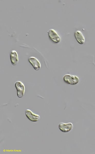 Nephrodiella-minor