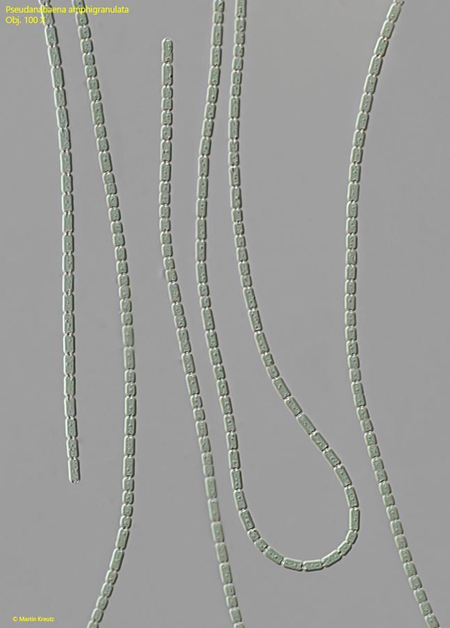 Pseudanabaena-amphigranulata