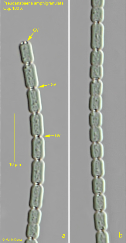 Pseudanabaena-amphigranulata