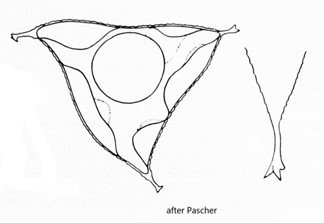 Pseudogoniochloris-tripus