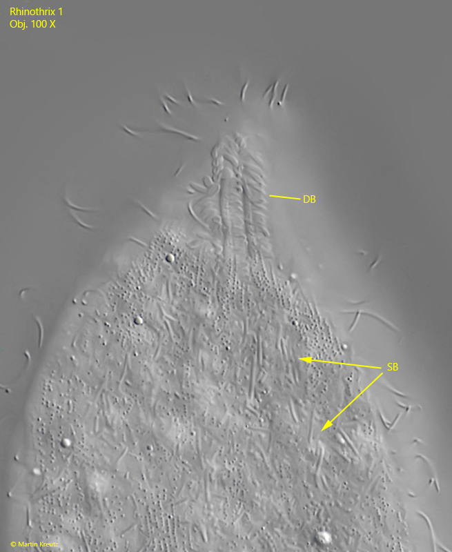 Rhinothrix-1