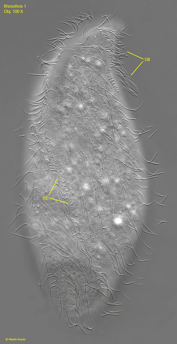 Rhinothrix-1