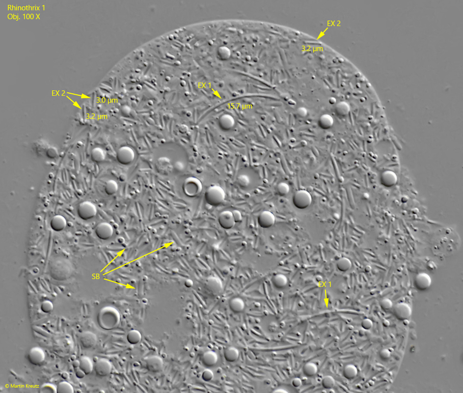 Rhinothrix-1