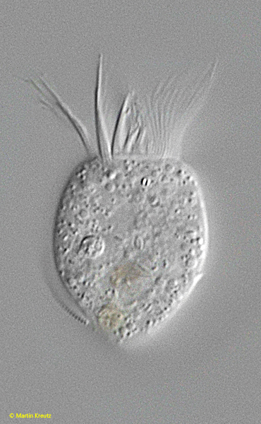 Rimostrombidium-brachykinetum