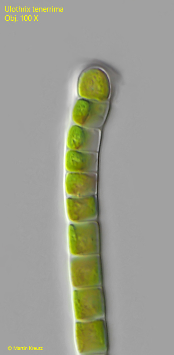 Ulothrix-tenerrima