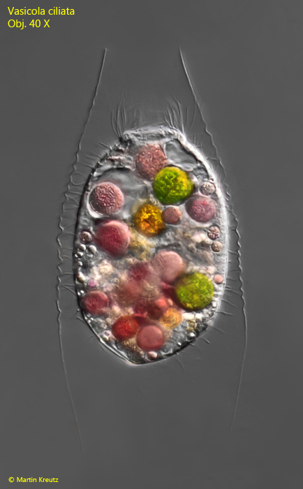 Vasicola-ciliata