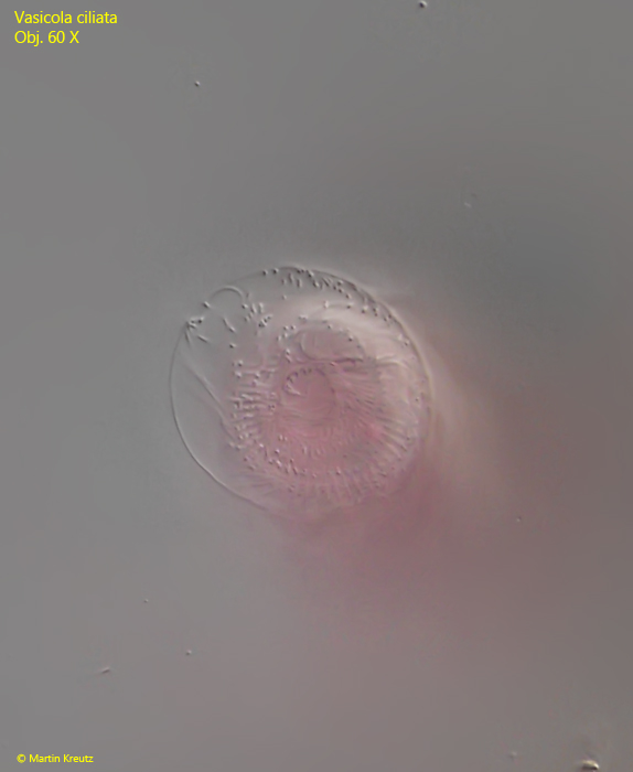 Vasicola-ciliata