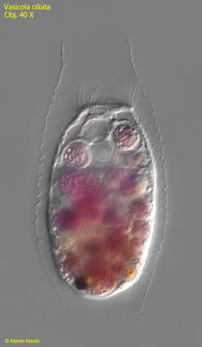 Vasicola-ciliata