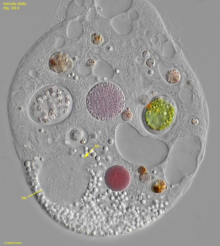 Vasicola-ciliata