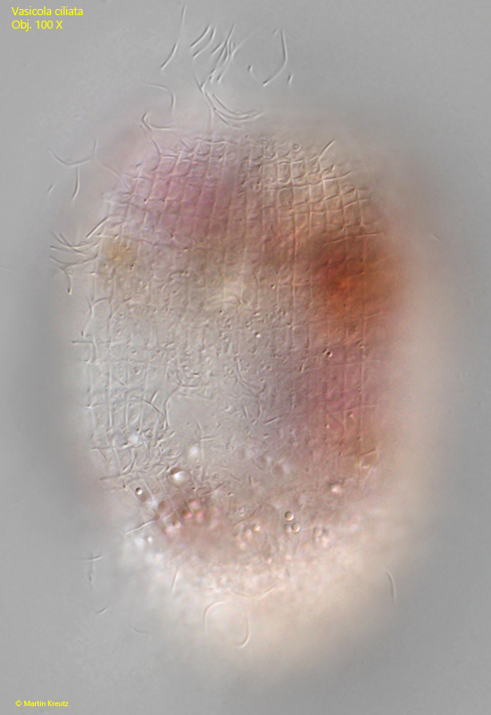 Vasicola-ciliata