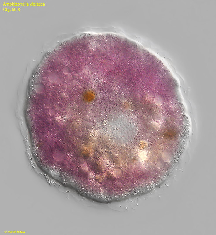 Amphizonella-violacea