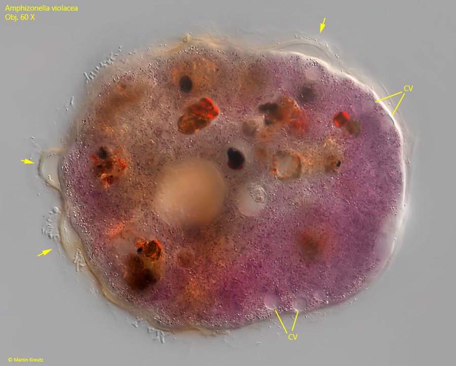 Amphizonella-violacea
