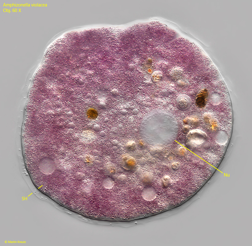 Amphizonella-violacea